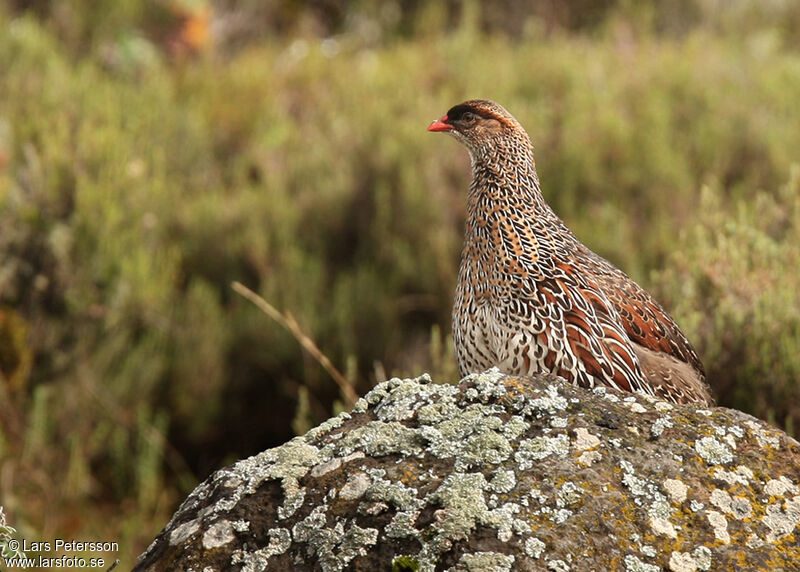 Chestnut-naped Spurfowl