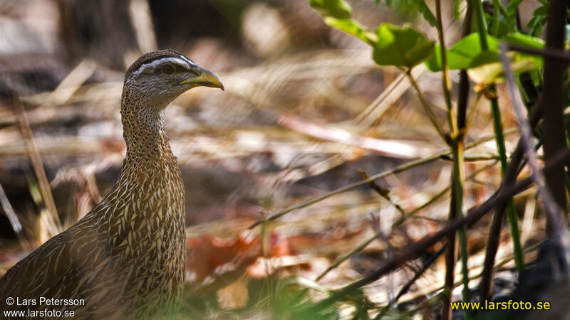 Double-spurred Spurfowl