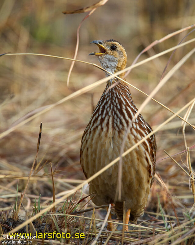 White-throated Francolin