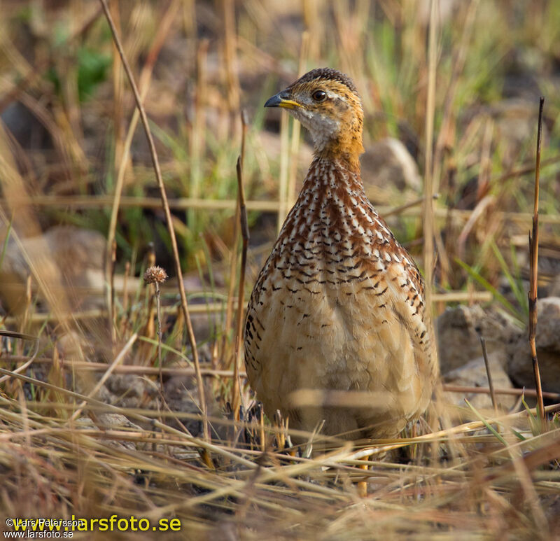 White-throated Francolin