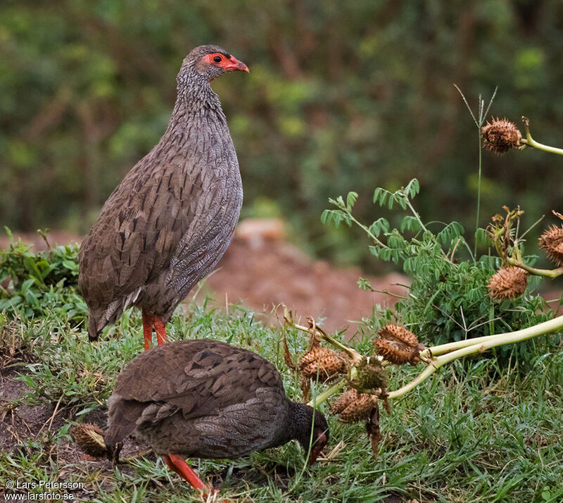 Francolin à gorge rouge