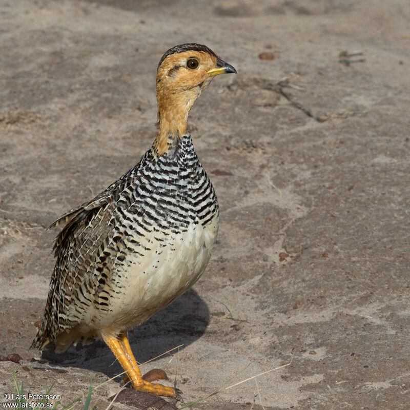 Francolin coqui