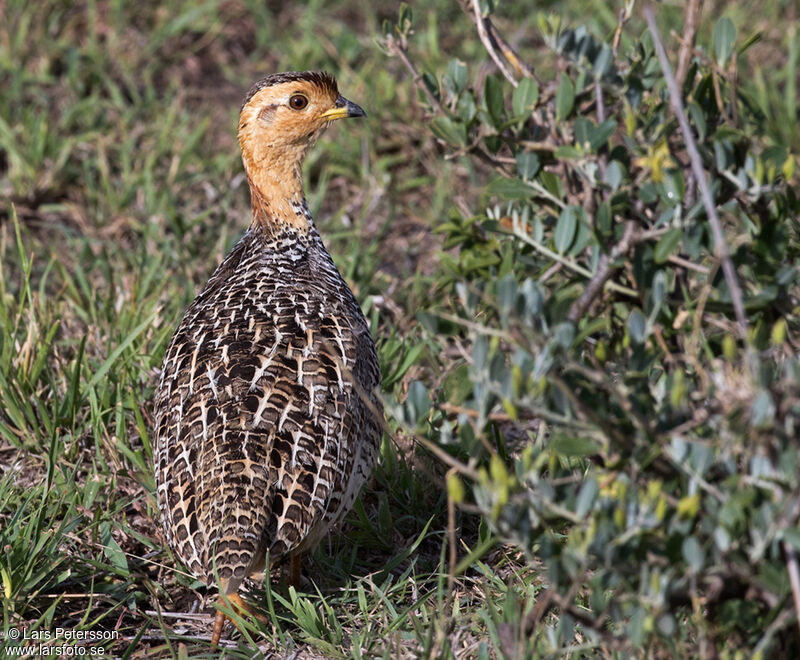 Francolin coqui