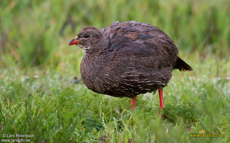 Francolin criard