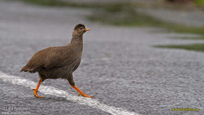 Francolin criard