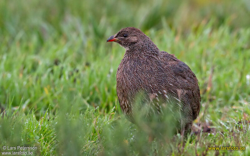 Francolin criard