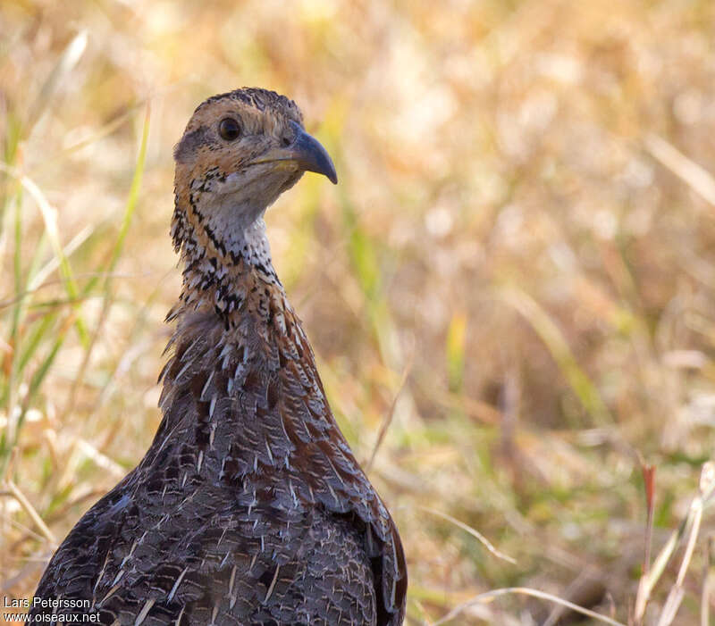 Orange River Francolin