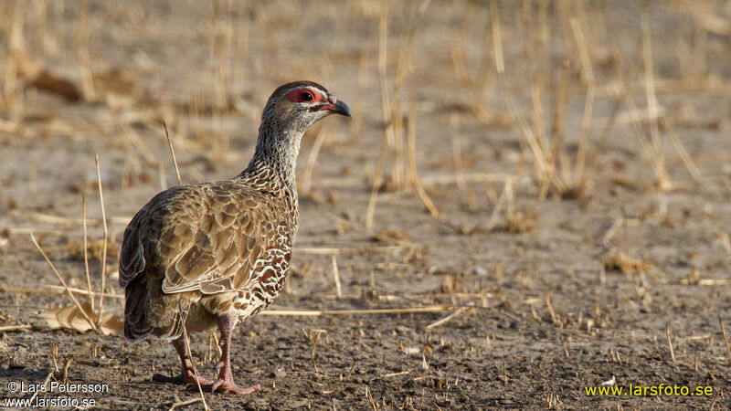 Francolin de Clapperton