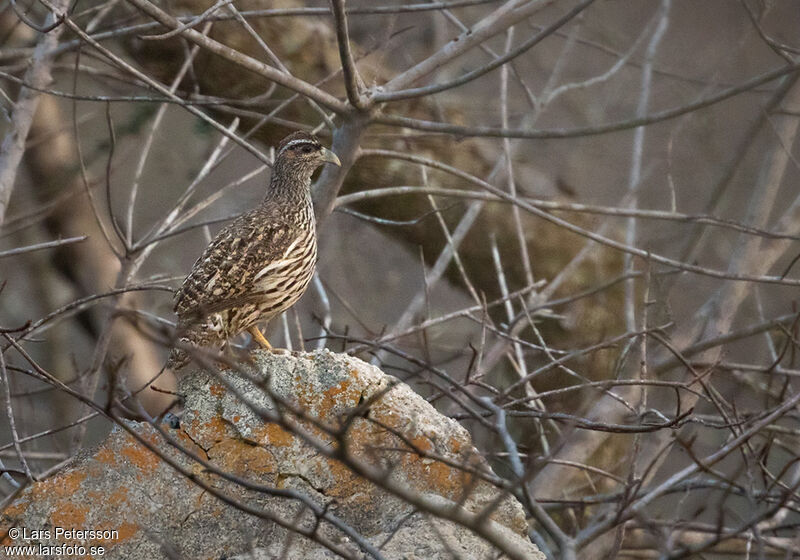 Hartlaub's Spurfowl