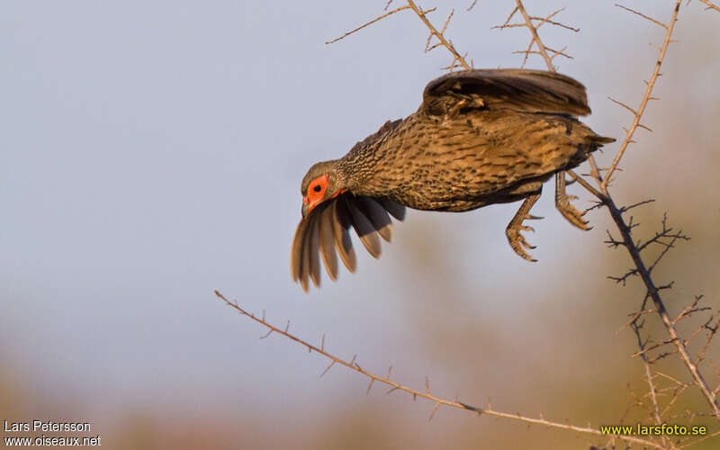 Francolin de Swainsonadulte, Vol