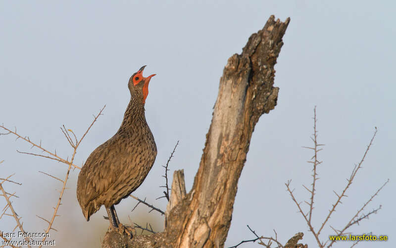 Francolin de Swainsonadulte, Comportement