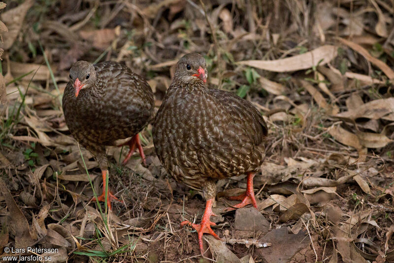 Scaly Spurfowl