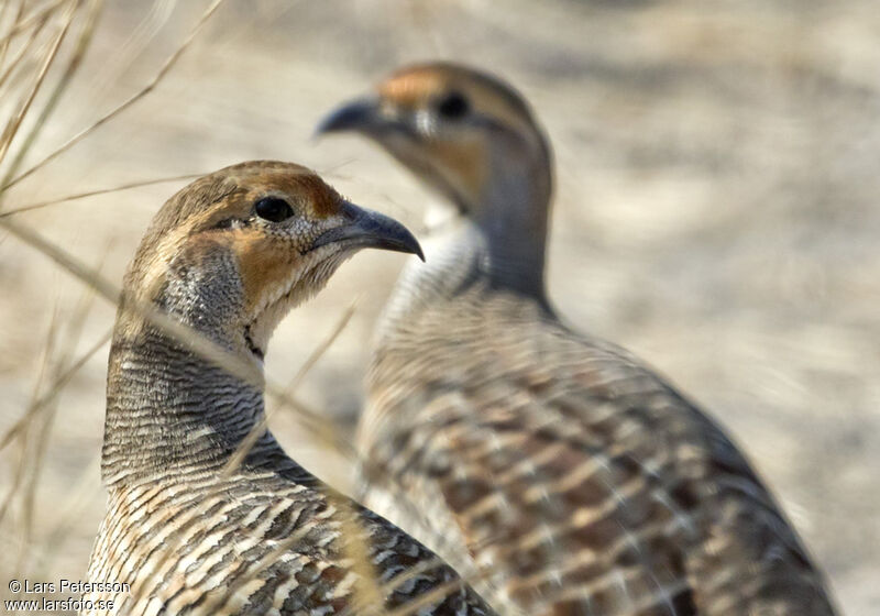 Grey Francolin