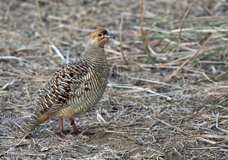 Francolin gris