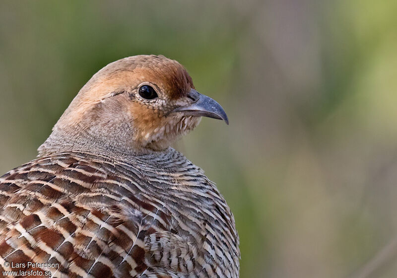 Grey Francolin