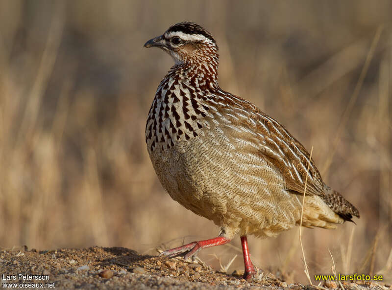 Francolin huppéadulte, identification