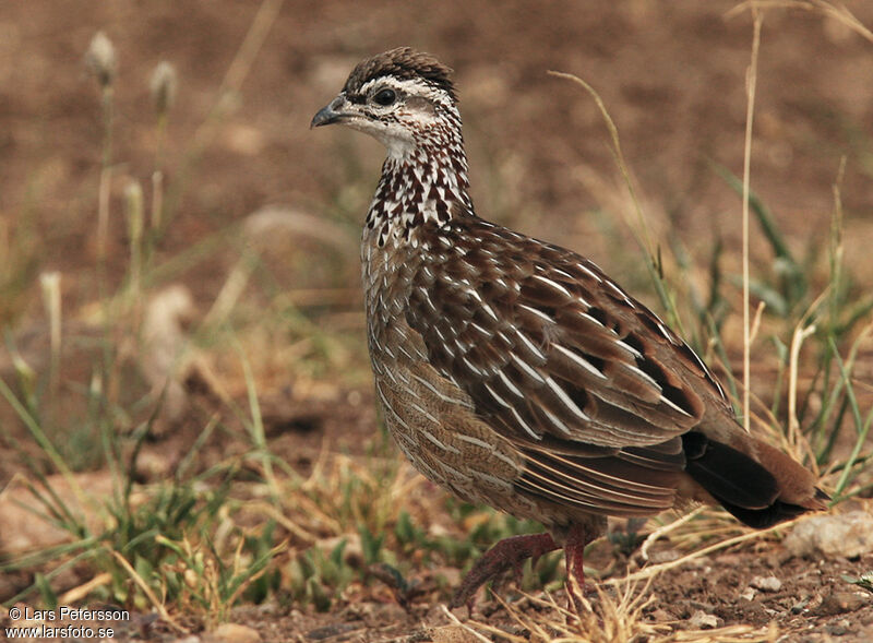 Francolin huppé