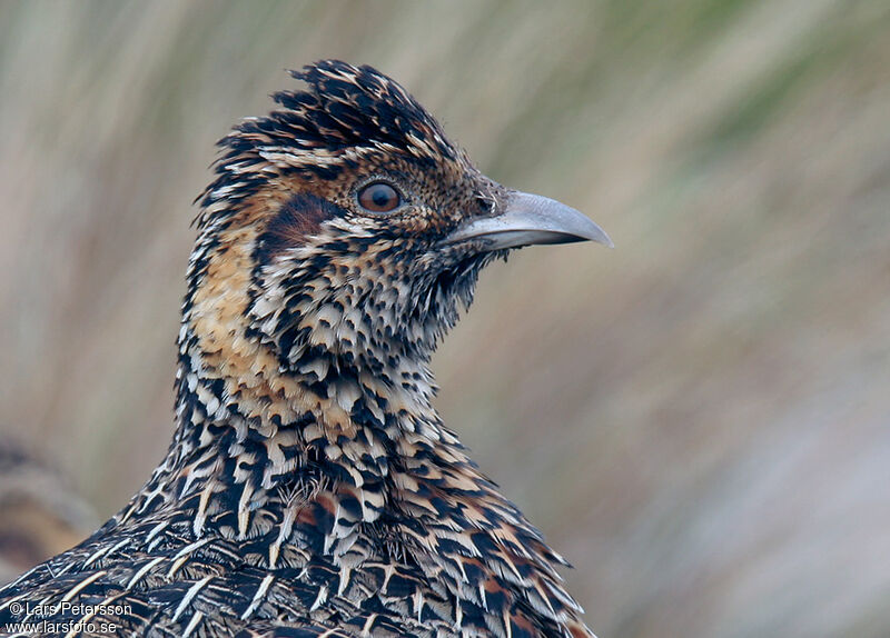 Francolin montagnard