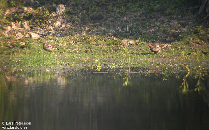 Swamp Francolin