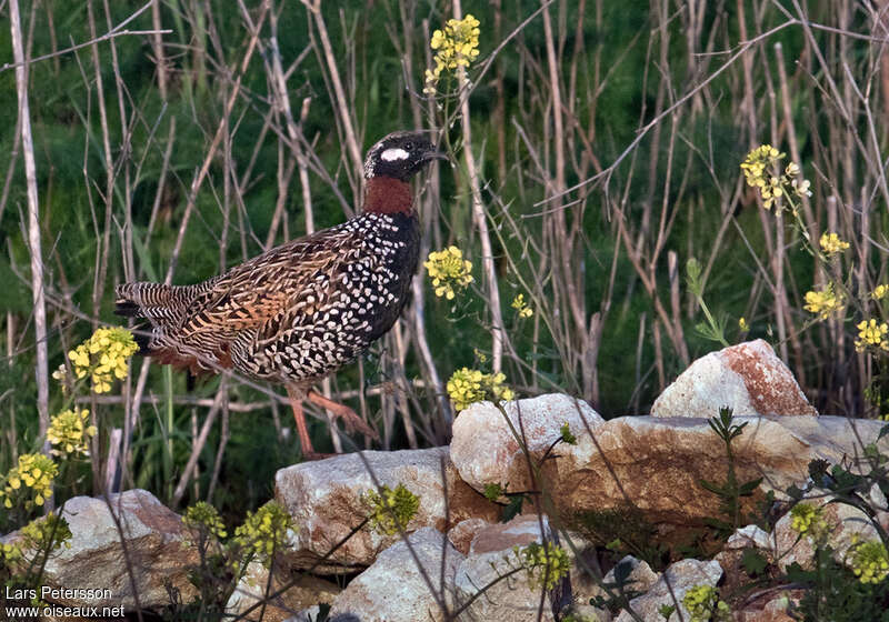 Black Francolin male adult, habitat, pigmentation