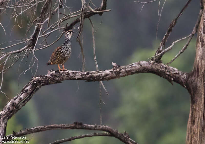 Francolin perléadulte, identification