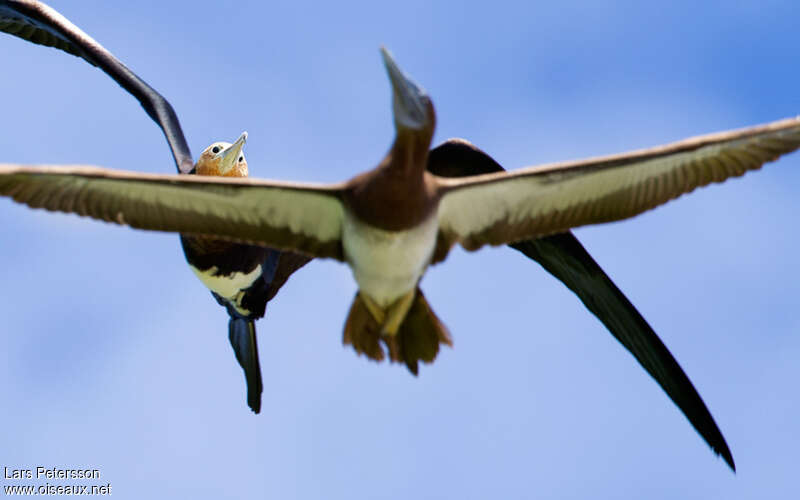 Great Frigatebirdjuvenile, fishing/hunting