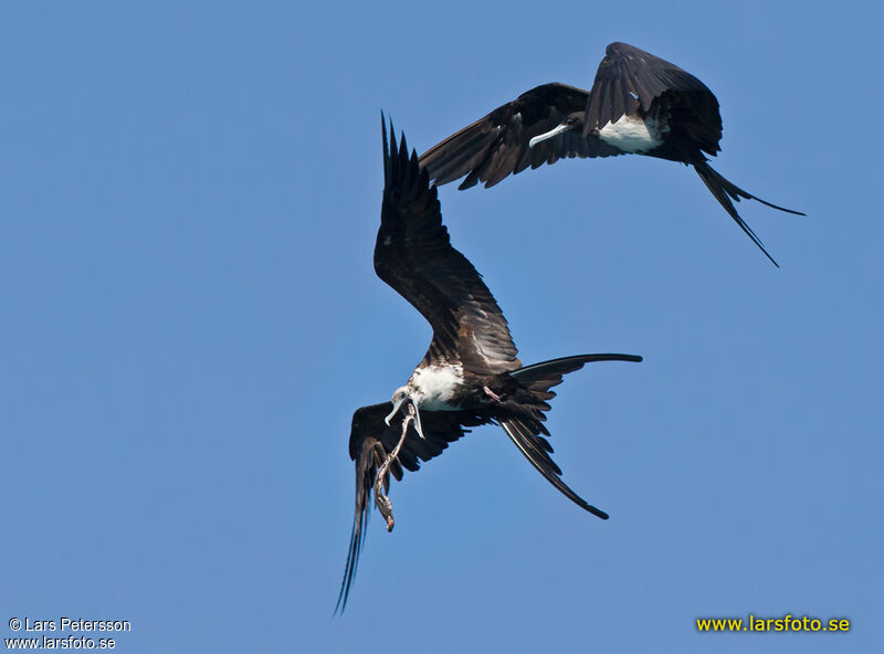 Magnificent Frigatebird