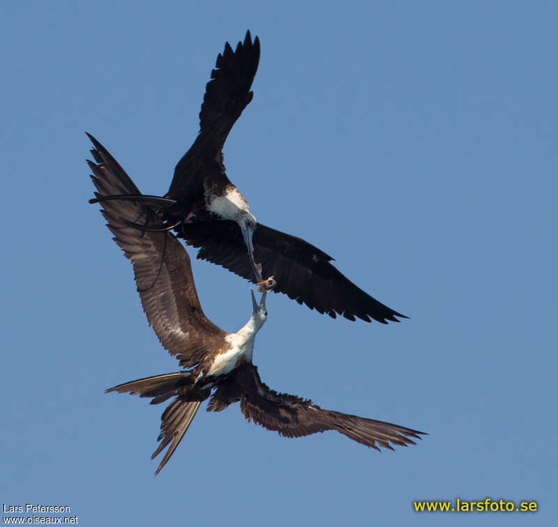 Magnificent Frigatebirdimmature, pigmentation, Flight, Behaviour