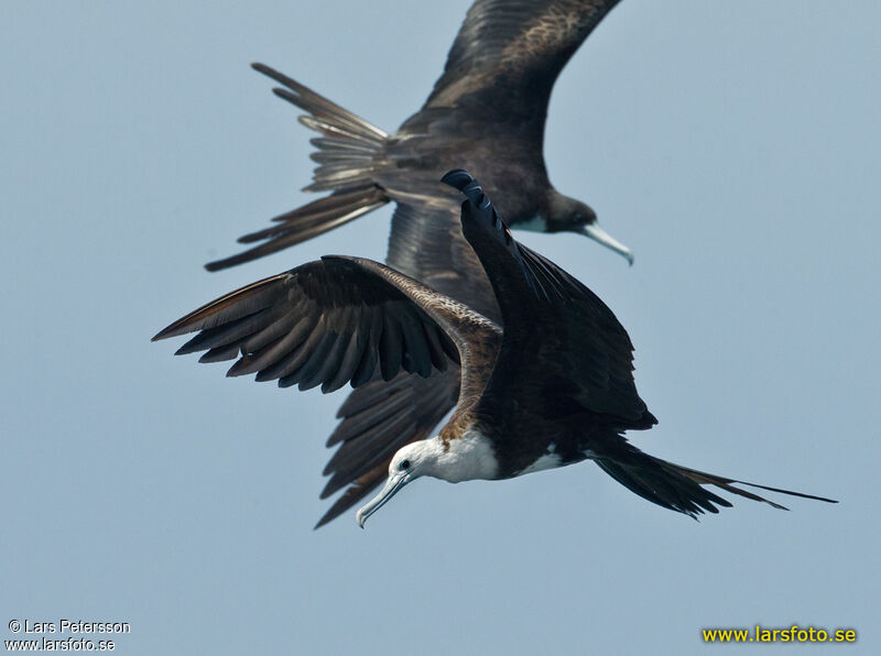 Magnificent Frigatebird