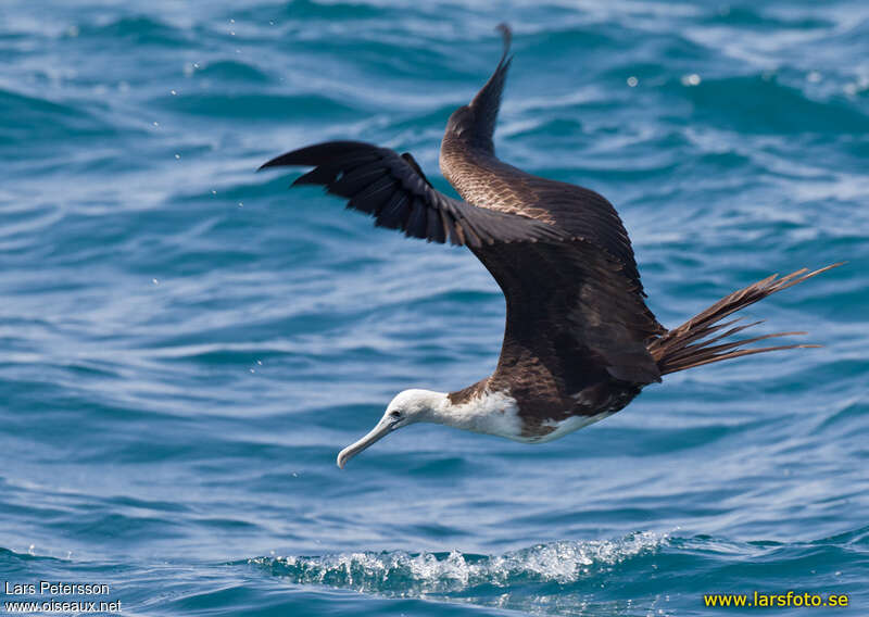 Magnificent Frigatebirdjuvenile, fishing/hunting