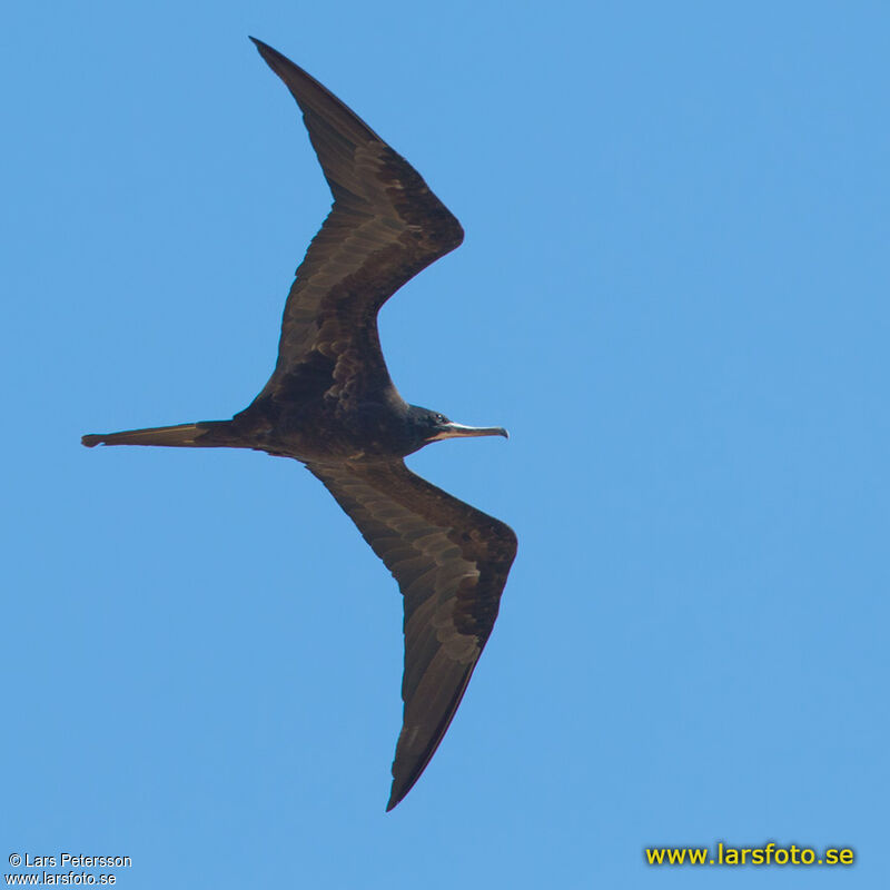 Magnificent Frigatebird