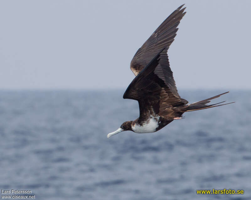 Magnificent Frigatebird female adult, Flight