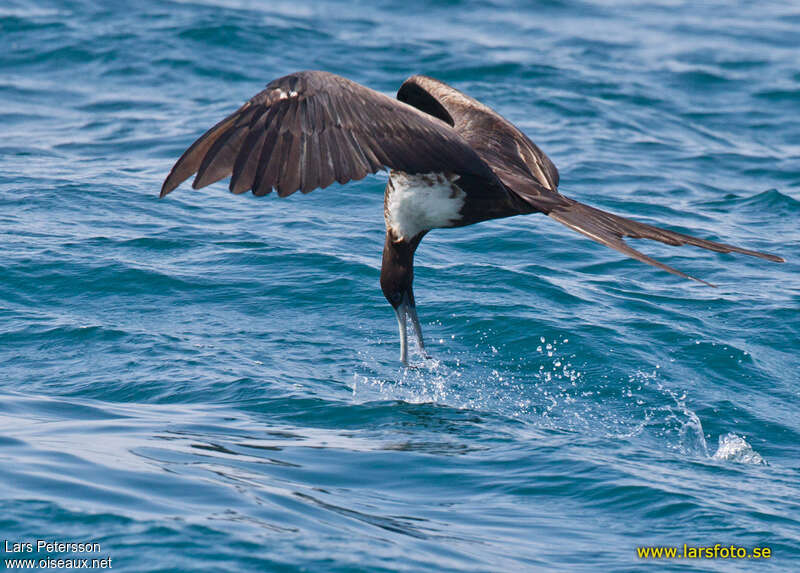 Magnificent Frigatebird female adult, fishing/hunting