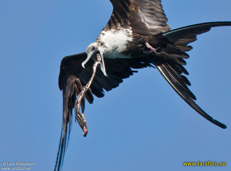 Magnificent Frigatebird