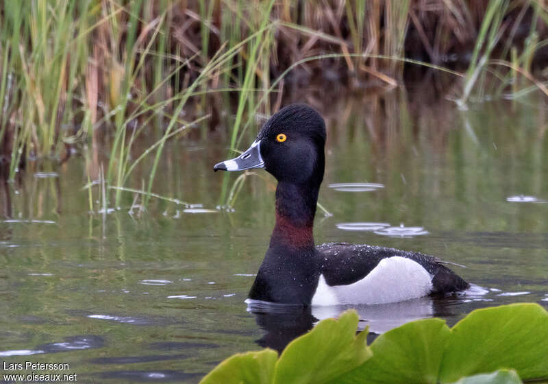 Fuligule à bec cerclé mâle adulte nuptial, identification