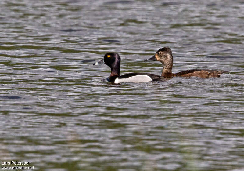 Ring-necked Duckadult breeding, pigmentation, swimming