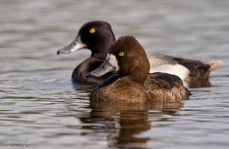 Lesser Scaupadult, pigmentation