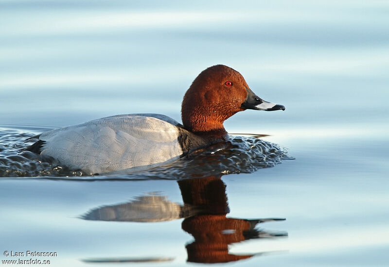 Common Pochard