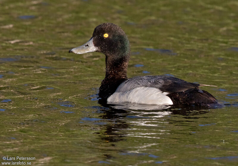 Greater Scaup