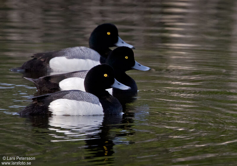 Greater Scaup