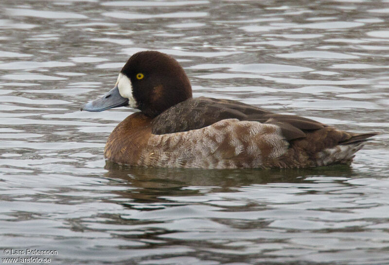 Greater Scaup