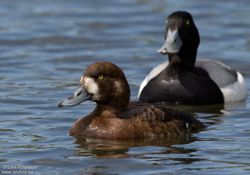 Greater Scaup