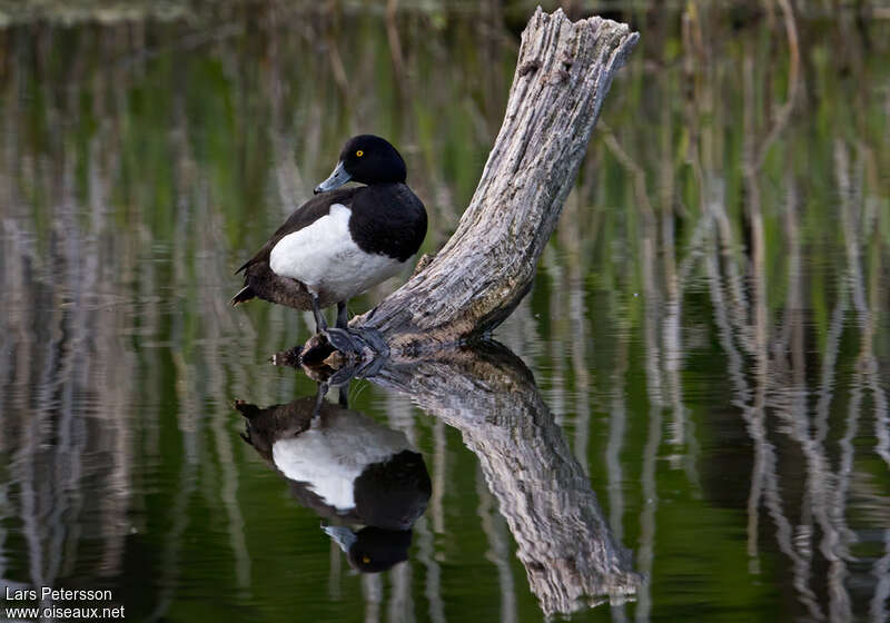 Tufted Duck male adult breeding, pigmentation, Behaviour