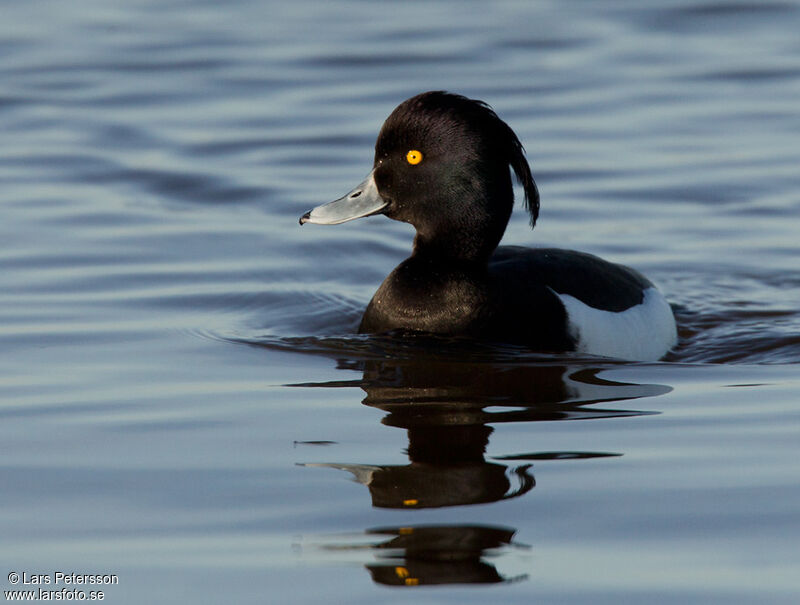 Tufted Duck