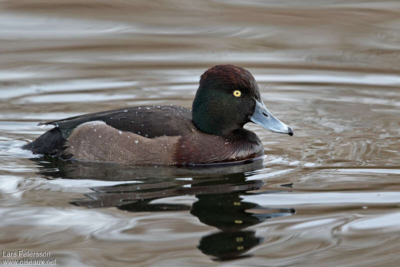 Ferruginous Duckadult, identification