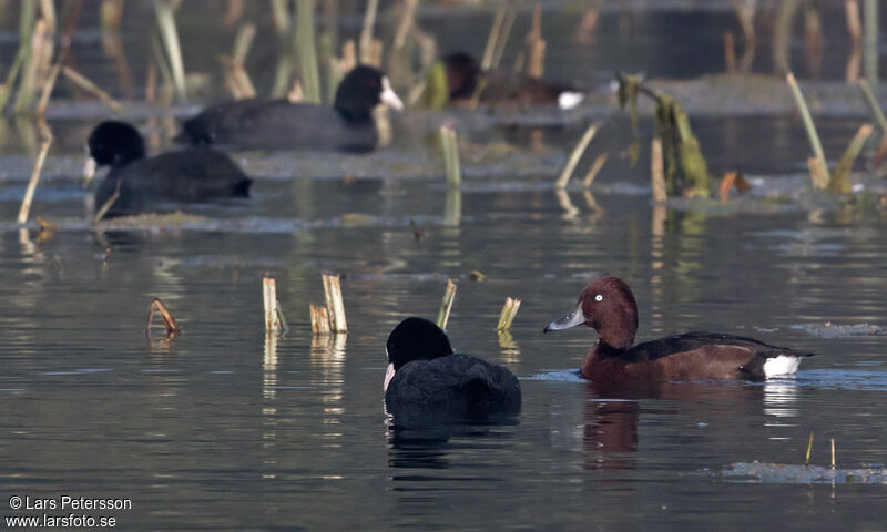 Ferruginous Duck