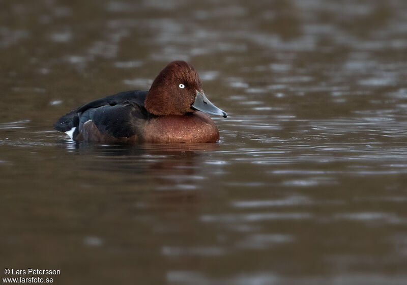 Ferruginous Duck