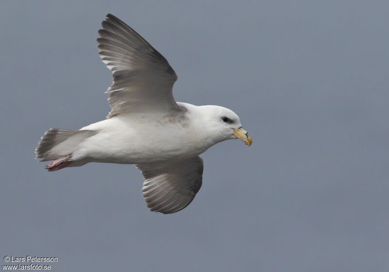 Northern Fulmar