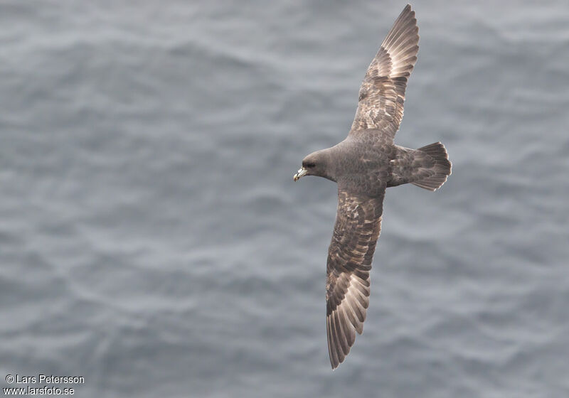 Fulmar boréal