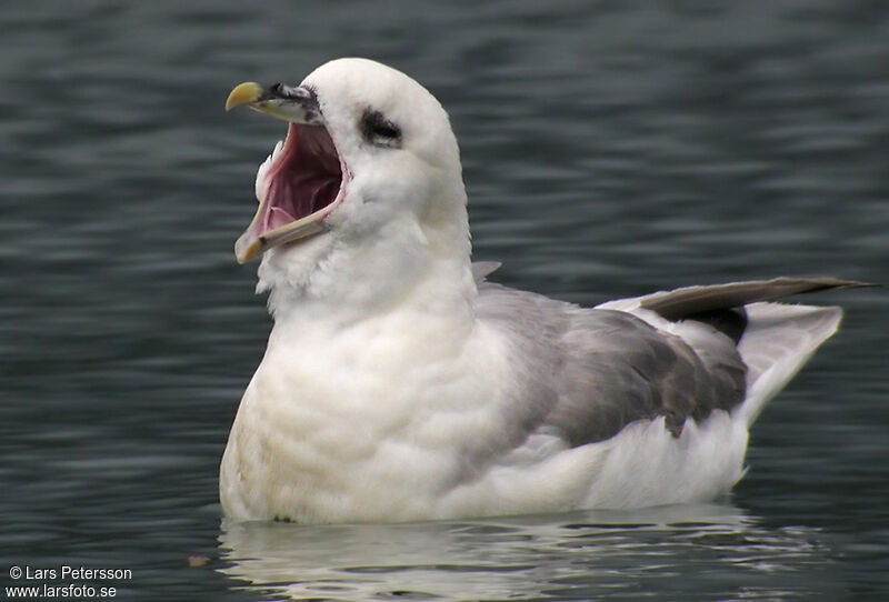 Fulmar boréal